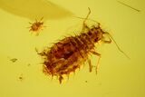 Rare Fossil Aphid (Palaeosiphon) In Baltic Amber #135073-2